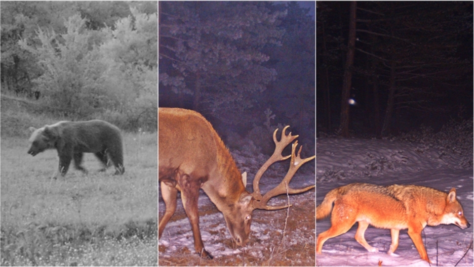 Fotokapanlarla görüntülendiler