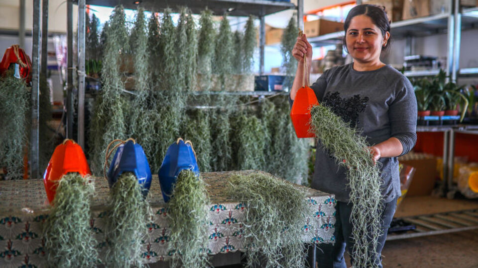 Toprağa ihtiyaç duymuyor... Popüler oldu