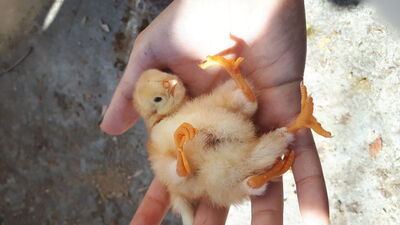 Duyan görmeye gitti! 2 gün yaşadı