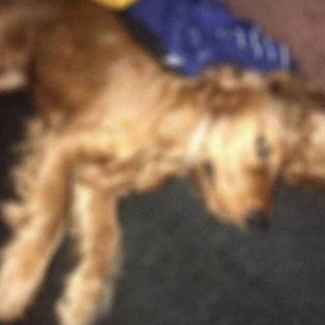 Emanet köpeğe tecavüz iddiasında flaş gelişme!