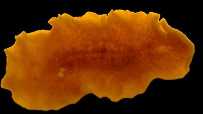 Sinop'ta yeni bir deniz canlısı keşfedildi