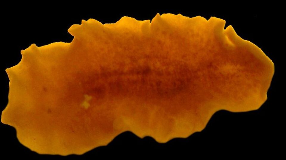 Sinop'ta yeni bir deniz canlısı keşfedildi