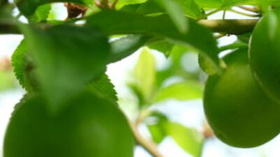 Fiyatı altınla yarışıyor!