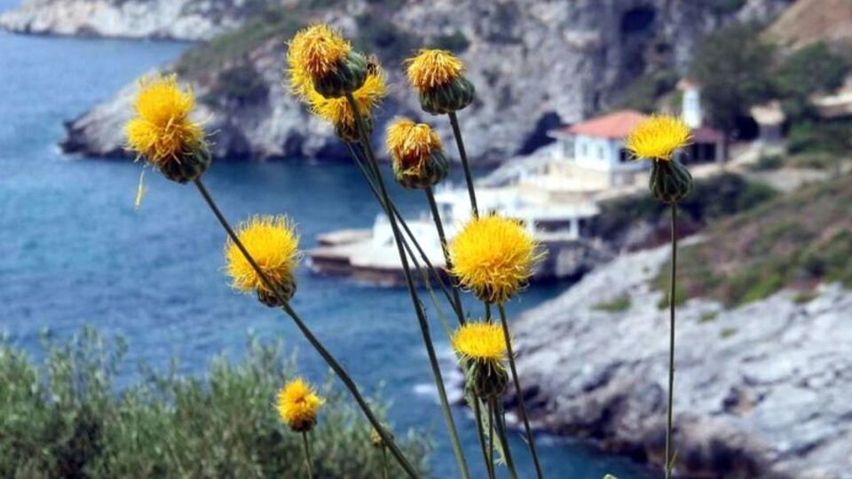 Ekipler seferber oldu... Yok olma riski taşıyor!