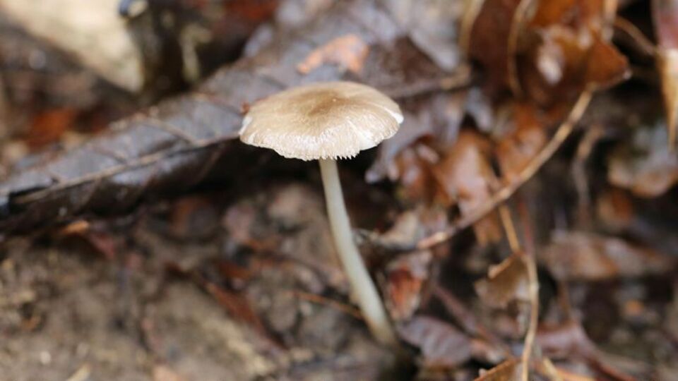 Sadece Türkiye'de yetişiyor... Artvin'de keşfedildi