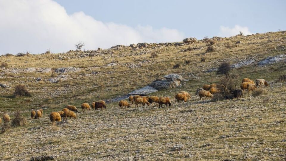 20 yıldır ilk kez oldu! 'Ne yapacağımızı bilmiyoruz'