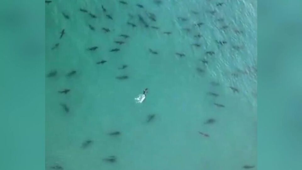 Drone ile görüntülendi... Panik yarattı