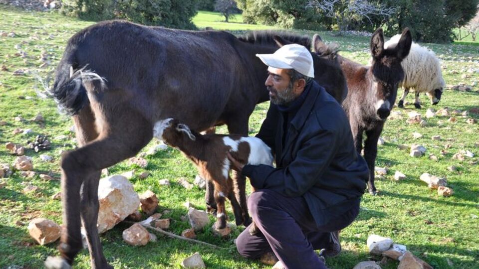 Eşeğin oğlağa annelik yapması şaşırttı