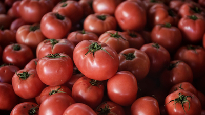 İhracat şampiyonu domates