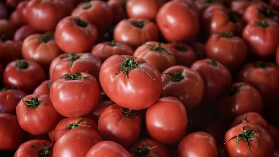 İhracat şampiyonu domates
