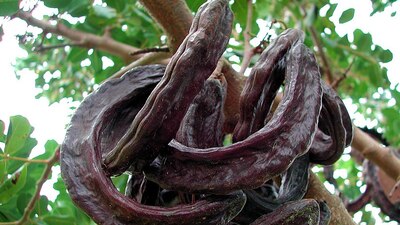 Faydaları saymakla bitmiyor: Mucizevi Harnup Pekmezi