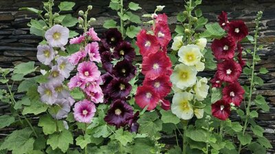 Bu renkli çiçeklerin faydaları saymakla bitmiyor!