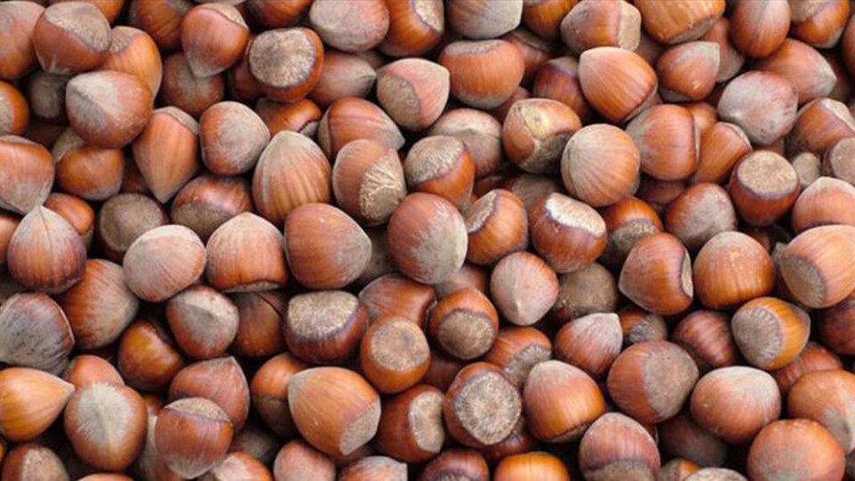 İl il fındık fiyatları listesi