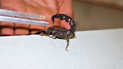 Zehirinde 150 protein var! Litresi 10 milyon dolar!