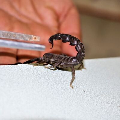 Zehirinde 150 protein var! Litresi 10 milyon dolar!