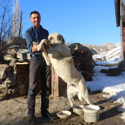 Sürüyü korumak için ayıyı kovaladılar... O anlar kamerada!