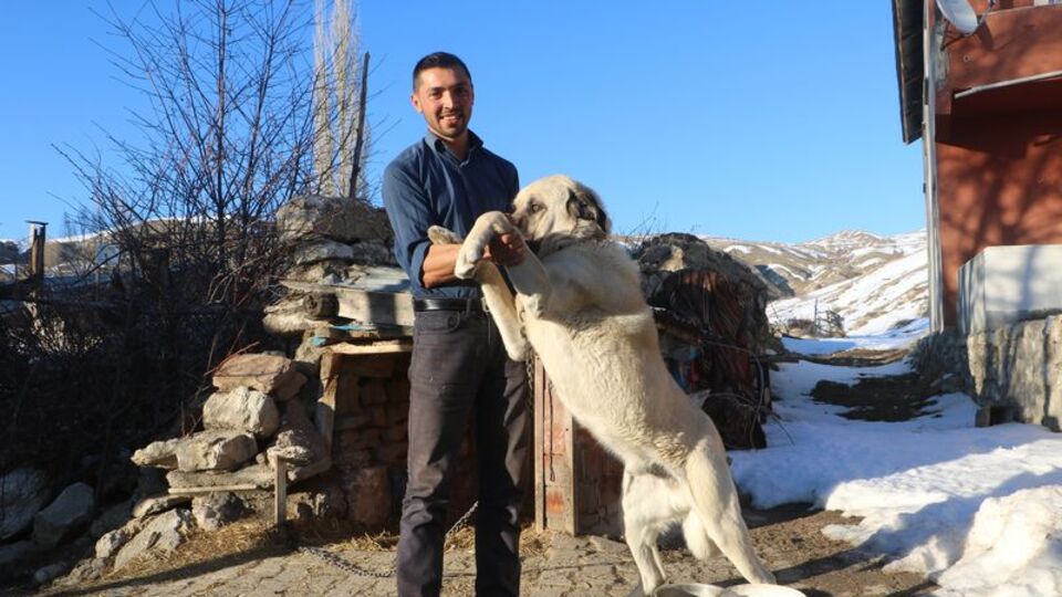 Sürüyü korumak için ayıyı kovaladılar... O anlar kamerada!