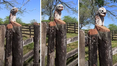 Uzaktan tahta parçası zannetti... Gözlerini açınca şaşkına döndü!