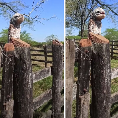 Uzaktan tahta parçası zannetti... Gözlerini açınca şaşkına döndü!