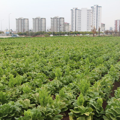 Korkutan tehlike! Sağlıklı sanılıyor ama...