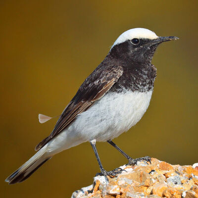 Türkiye'de bugüne kadar 3 kez kaydedilmişti... Antalya'da görüntülendi