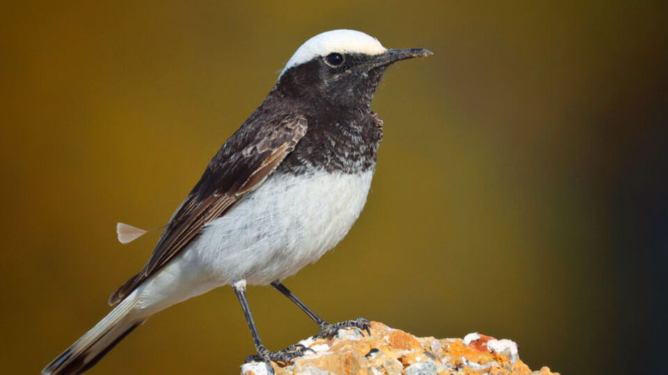 Türkiye'de bugüne kadar 3 kez kaydedilmişti... Antalya'da görüntülendi