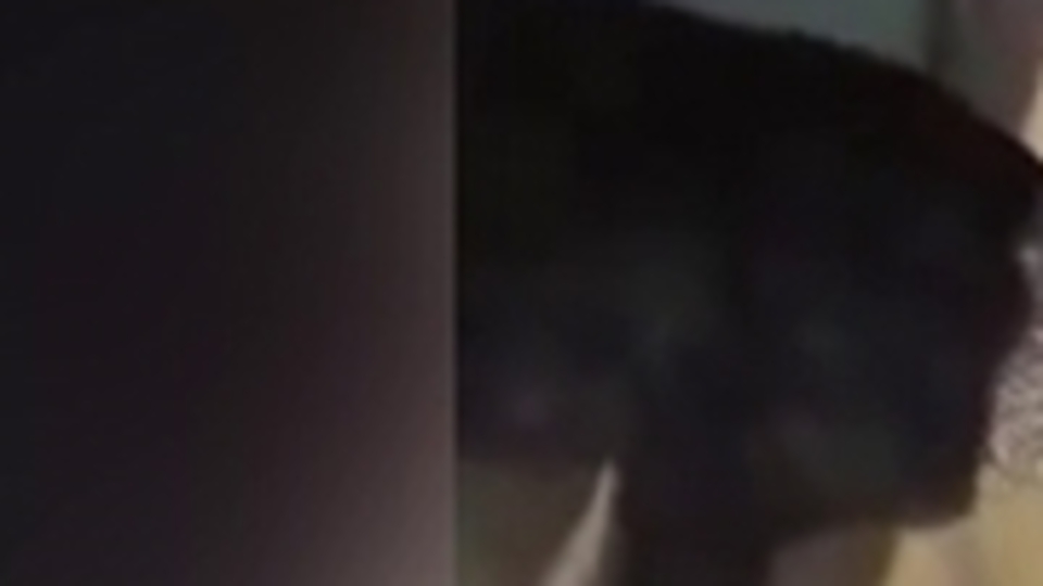 Denize düşen karacayı balıkçılar kurtardı