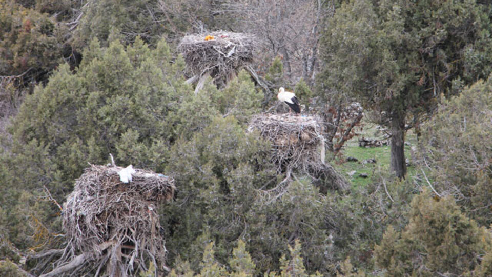 Leylekler Vadisi'nin konukları geldi