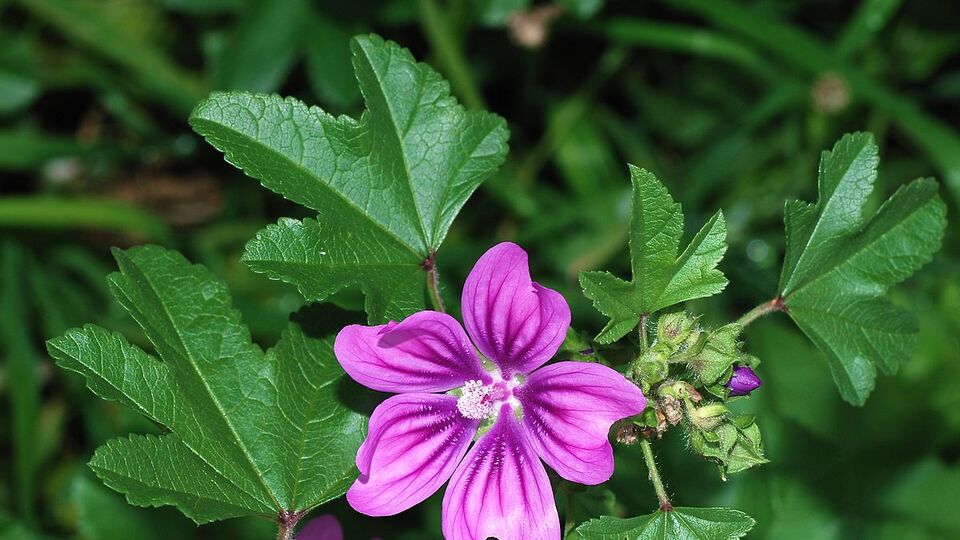 Ebegümeci faydaları nelerdir?