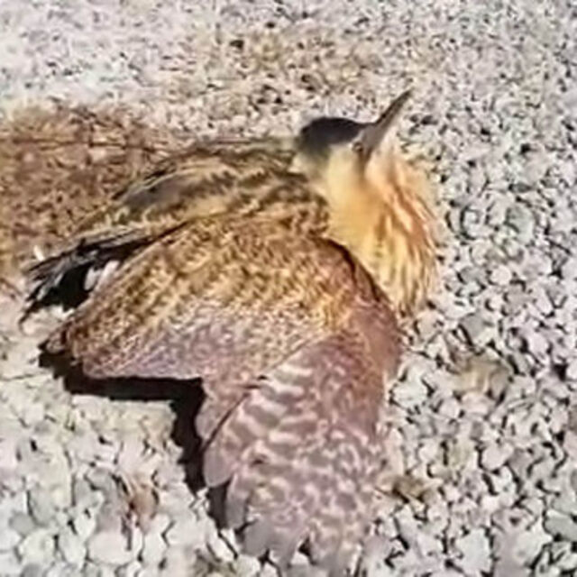Nesli tükenmekte olan kuş Erzurum'da görüldü