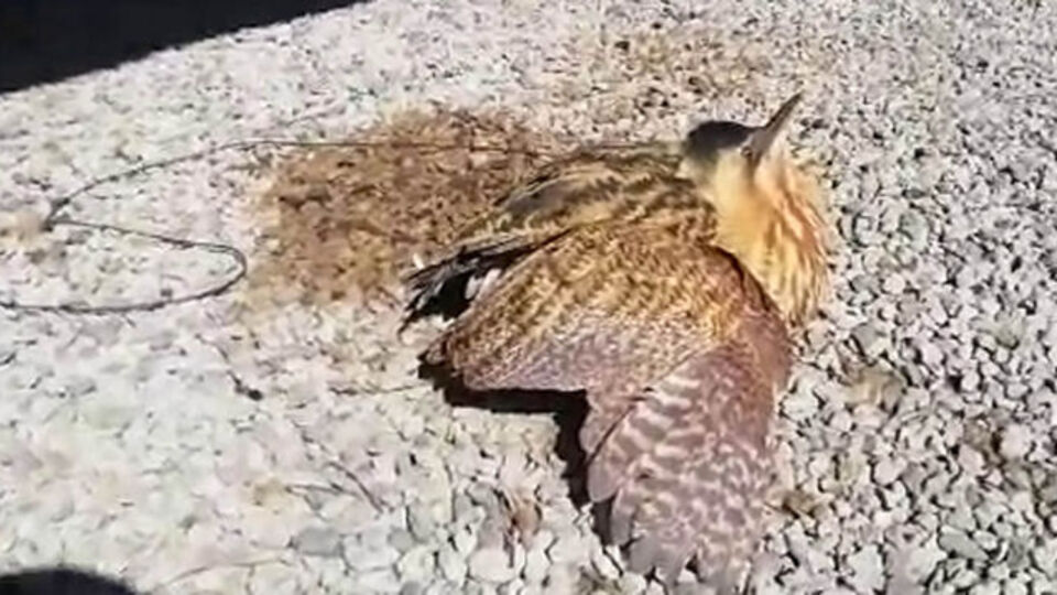 Nesli tükenmekte olan kuş Erzurum'da görüldü