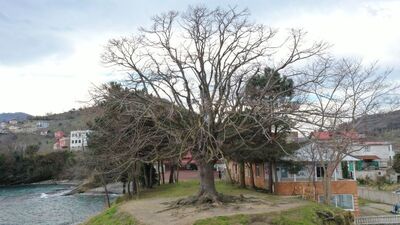 140 yıllık ıhlamur ağacı tescillendi