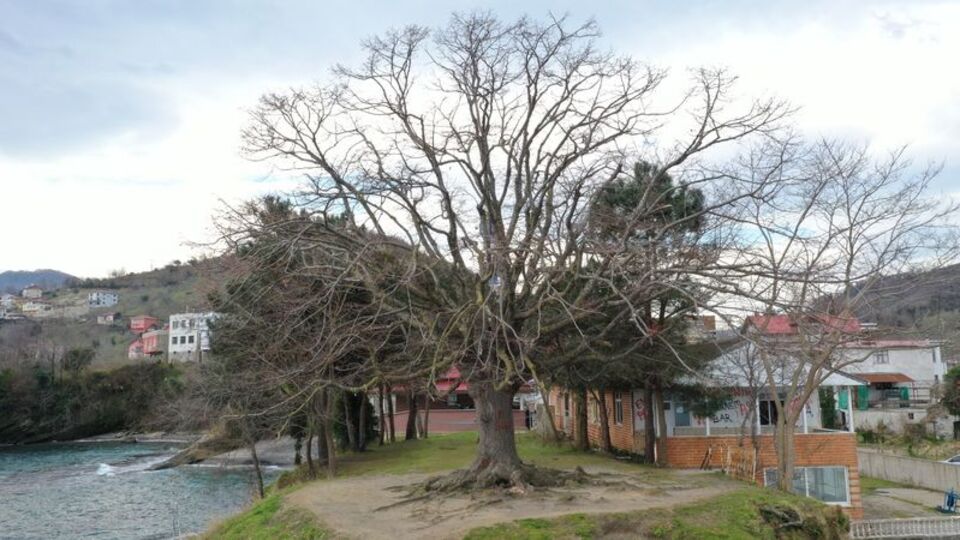 140 yıllık ıhlamur ağacı tescillendi