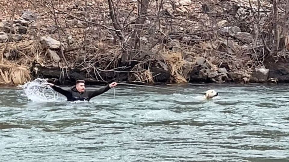 Buz gibi suya atladı... Herkes izlerken köpeği o kurtardı