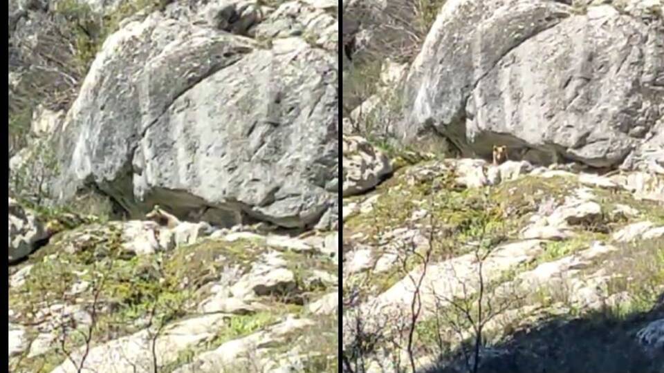 Kış uykusundan uyanan ayı ile karşılaştılar