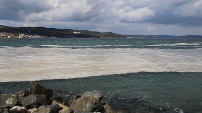 Denizi kapladı, balıkçıların kâbusu oldu