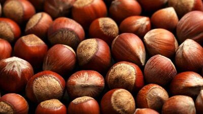 İl il fındık fiyatları listesi