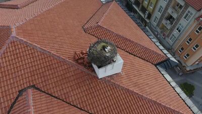 Sındırgı'nın sembolü yuvasına yerleşti