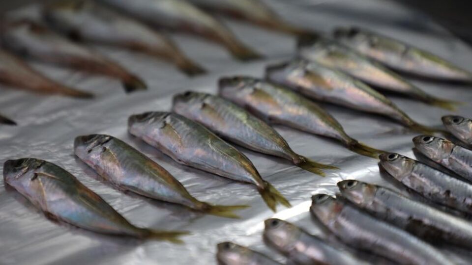 Marmara ve Karadeniz'de korkutan araştırma: "Mikroplastik!"