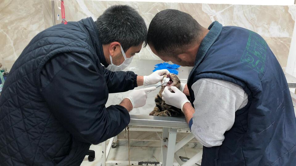 Çivili sopayla kediye işkence!