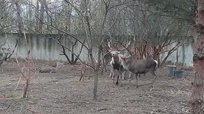Hayvanat bahçesindeki geyiği kaçırıp yediler!