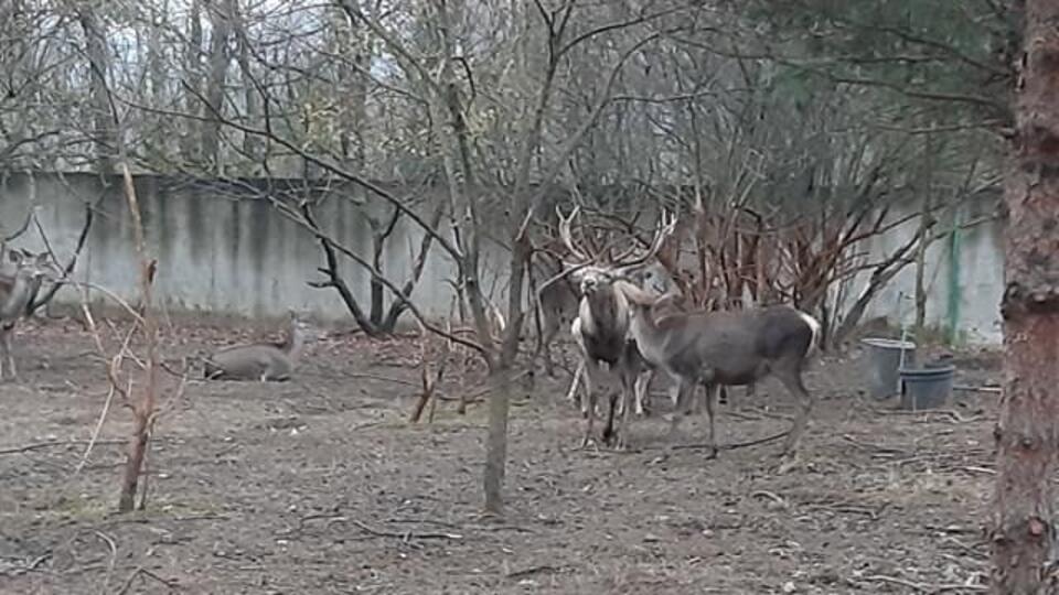 Hayvanat bahçesindeki geyiği kaçırıp yediler!