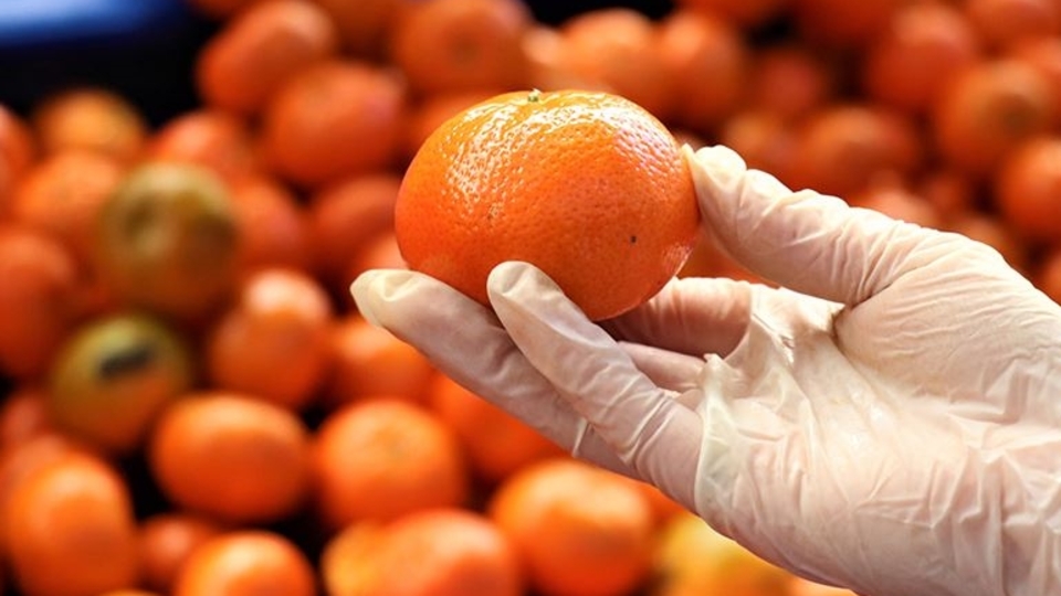 Turunçgil ihracatında artış