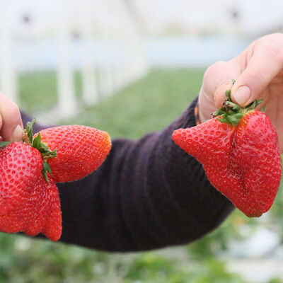 Sıcaklık farkları çileğin şeklini bozdu
