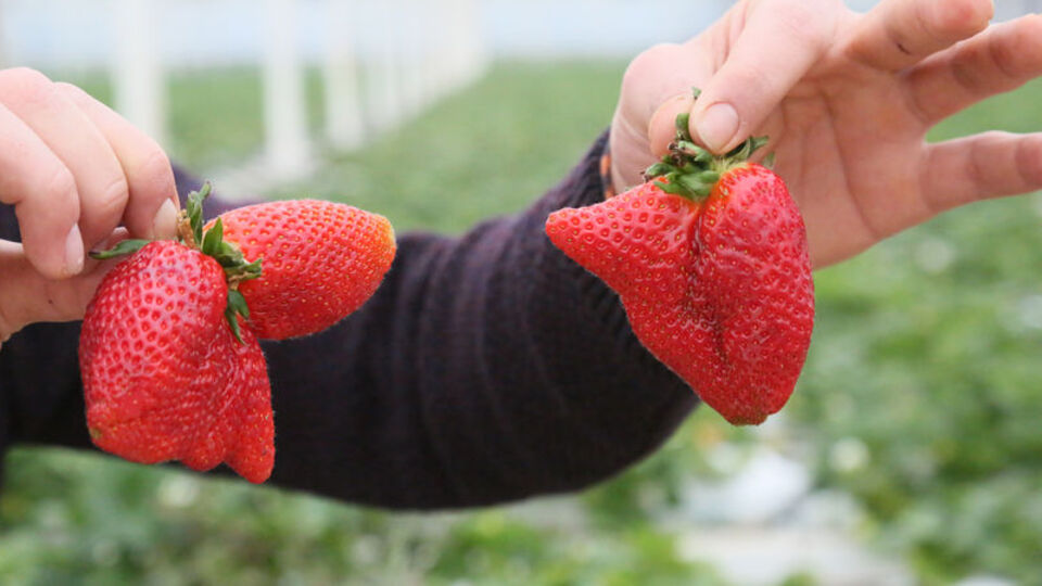 Sıcaklık farkları çileğin şeklini bozdu