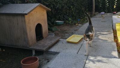 Kedi kavgasında mahkemeden emsal karar!