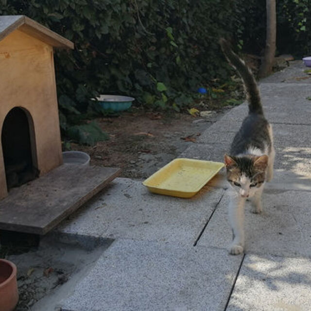 Kedi kavgasında mahkemeden emsal karar!