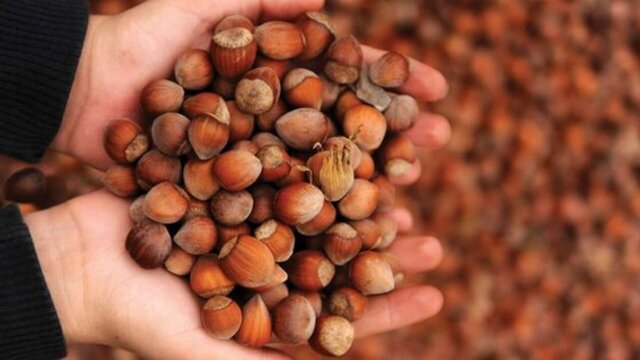 İl il fındık fiyatları listesi