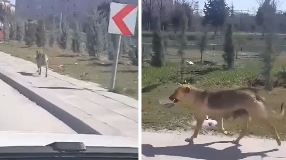 Ağzındaki kapla dakikalarca yürüdü! 'Anne yüreği'