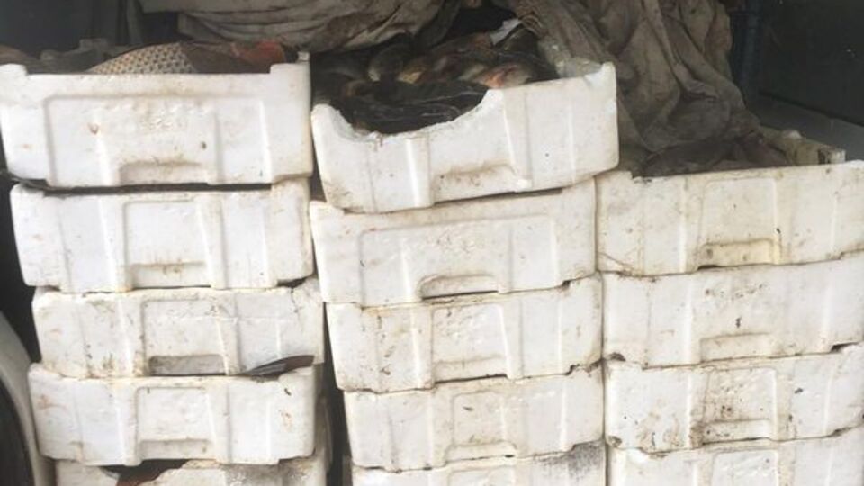 Yapılan aramada ortaya çıktı